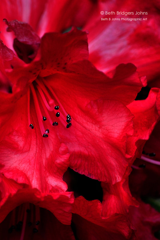 Rhododendron, Beth B Johns Photographic Art