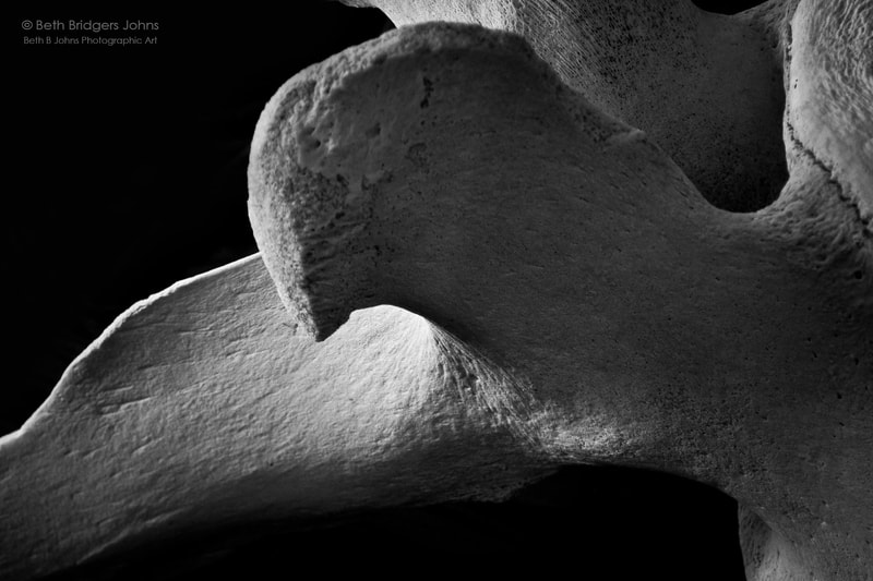 Gray Whale Vertebra, Beth B Johns Photographic Art