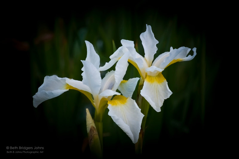 White Iris, Beth B Johns Photographic Art