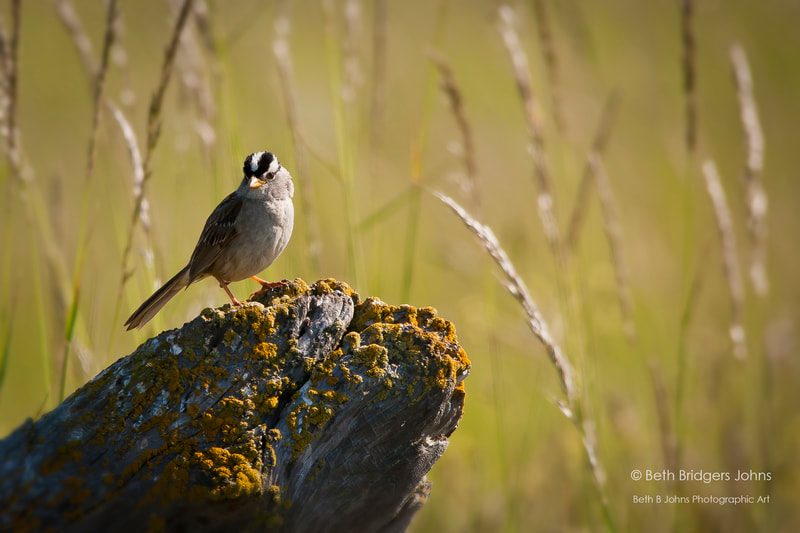 White-crowned Sparrow, Beth B Johns Photographic Art