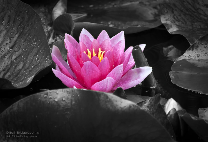 Water Lily, Beth B Johns Photographic Art