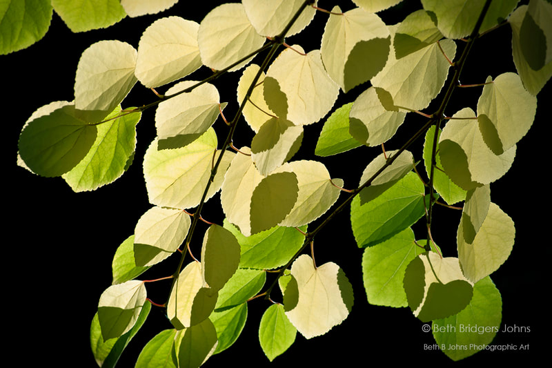 Katsura Tree Leaves, Beth B Johns Photographic Art