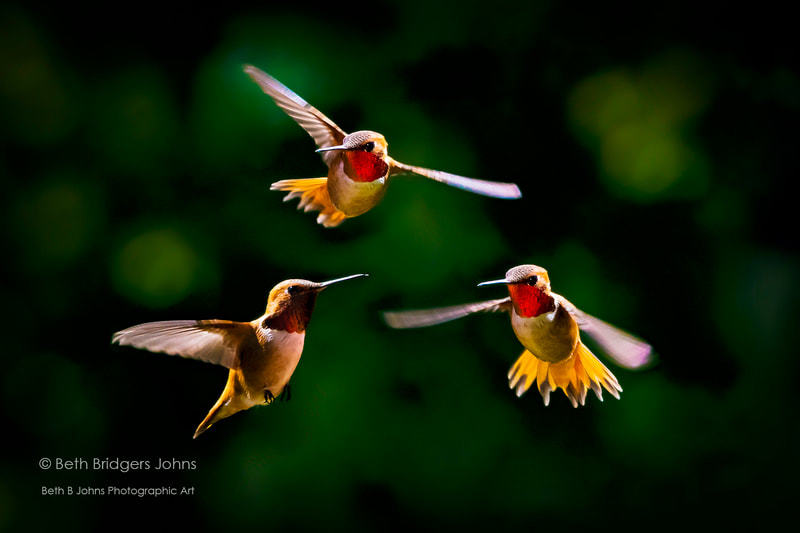 Rufous Hummingbirds (male), Beth B Johns Photographic Art