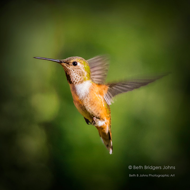 Rufous Hummingbird (female), Beth B Johns Photographic Art