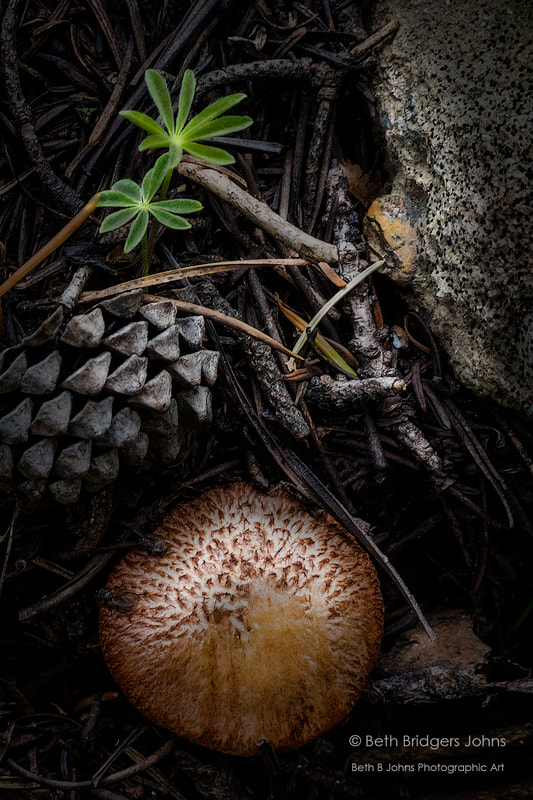 Mushroom, Pine Cone, Beth B Johns Photographic Art