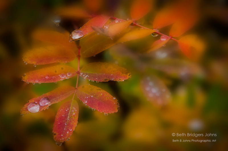 Fall Leaves with Rain Drops, Beth B Johns Photographic Art