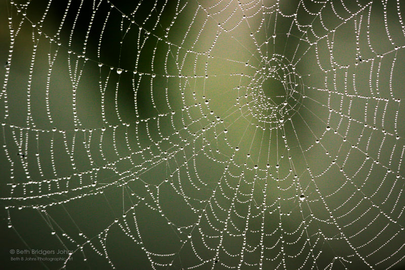 Spider Web, Beth B Johns Photographic Art