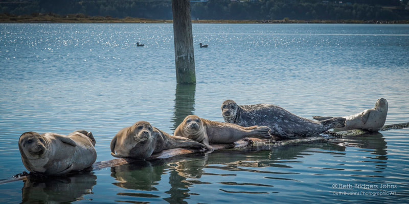 Harbor Seals, Beth B Johns Photographic Art