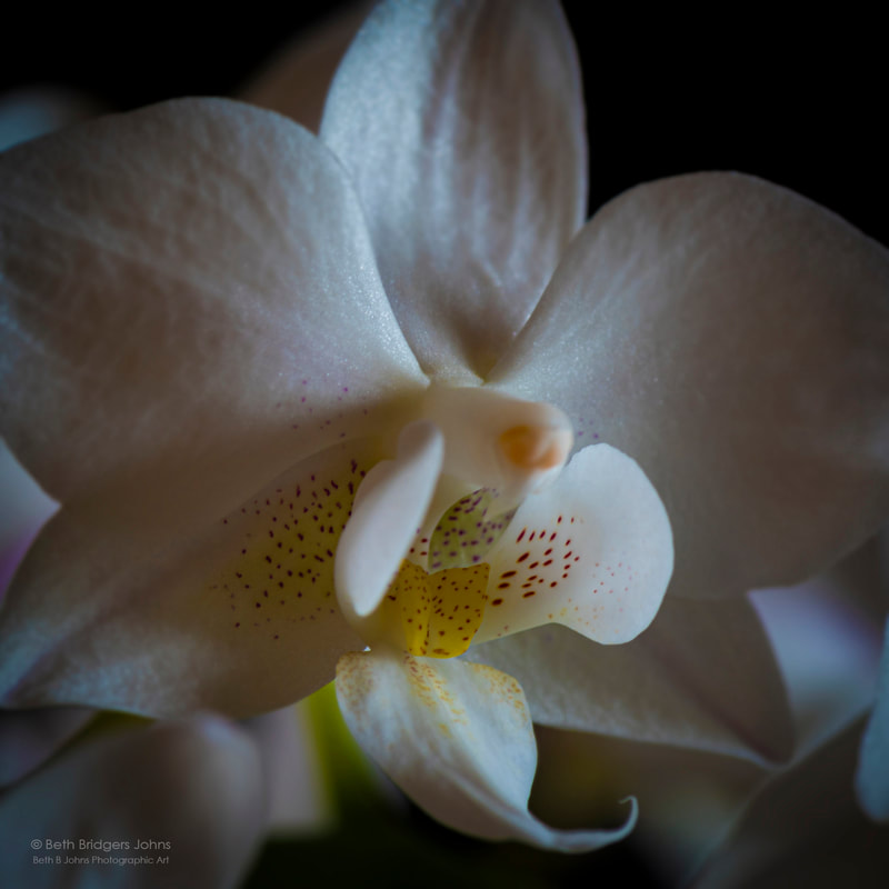 Orchid, Beth B Johns Photographic Art