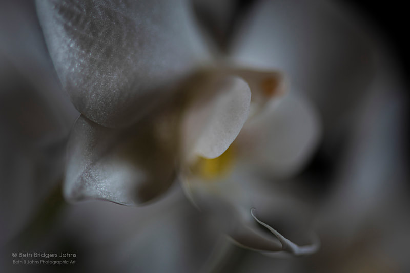 Orchid, Beth B Johns Photographic Art