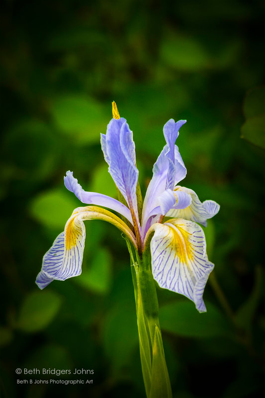 Wild Iris, Beth B Johns Photographic Art