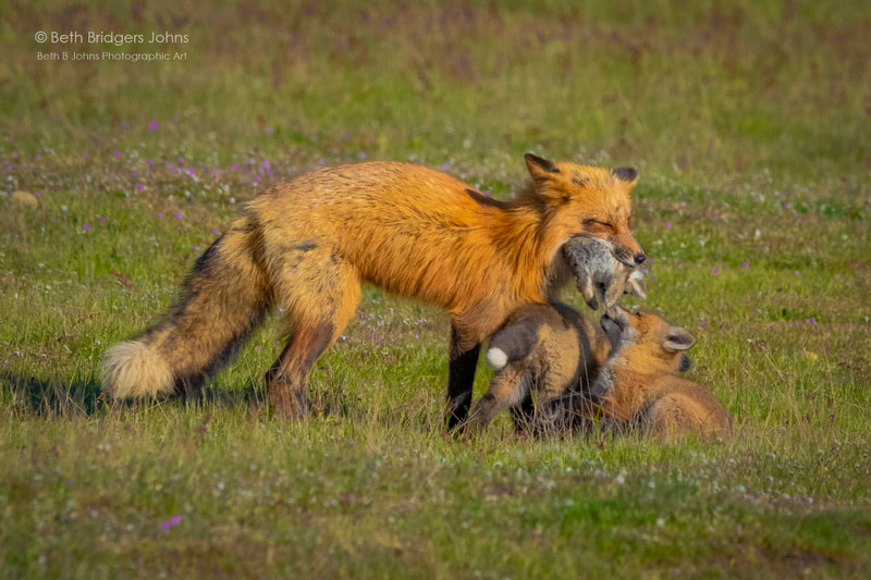 Red Foxes, Beth B Johns Photographic Art
