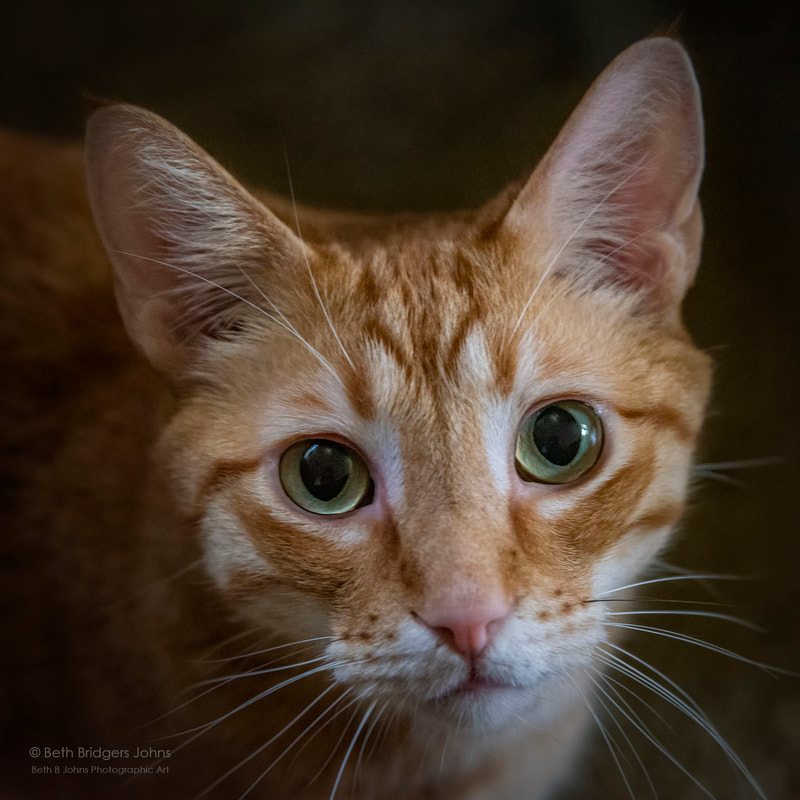 Orange Tabby Cat, Beth B Johns Photographic Art