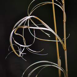 Grass Detail, Beth B Johns Photographic Art