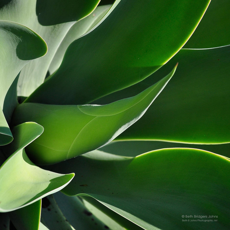 Agave Plant, Oahu, Hawaii, Beth B Johns Photographic Art