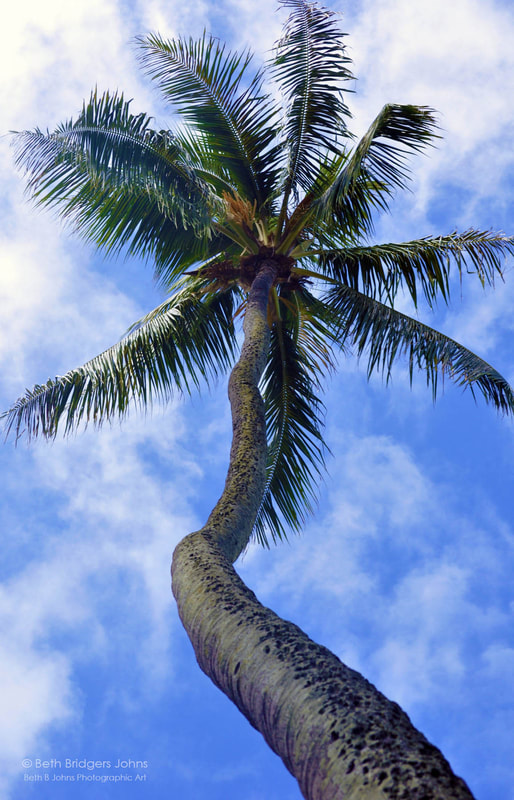 Tall Palm Tree, Oahu, Hawaii, Beth B Johns Photographic Art