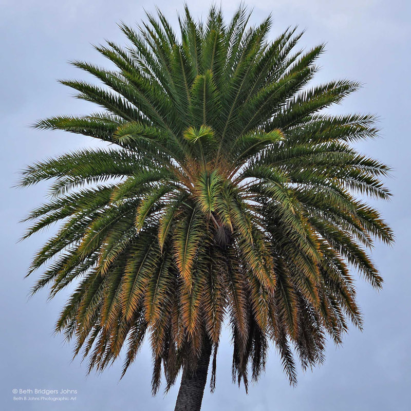 Date Palm Tree, Oahu, Hawaii, Beth B Johns Photographic Art