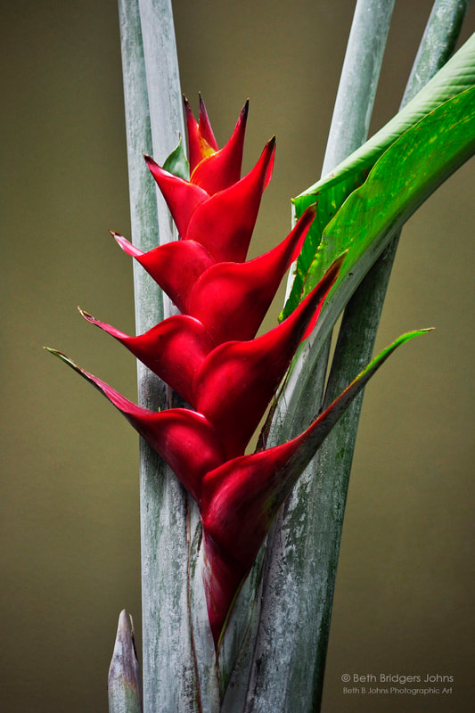 Red Heliconia, Oahu, Hawaii, Beth B Johns Photographic Art