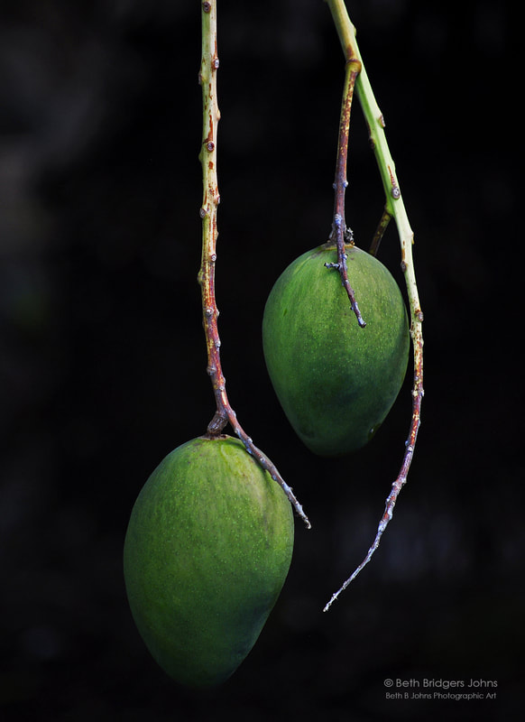 Green Mangoes, Oahu, Hawaii, Beth B Johns Photographic Art