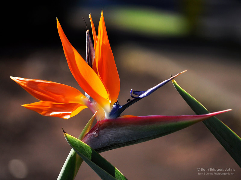 Bird of Paradise Flower, Hawaii, Beth B Johns Photographic Art