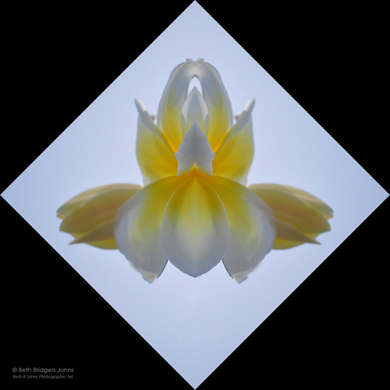 Composite Photograph of Plumeria Blossom, Beth B Johns Photographic Art