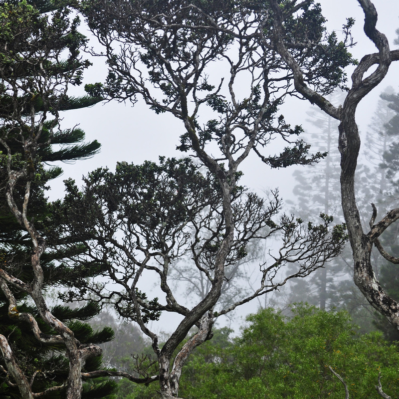 Trees in Fog, Beth B Johns Photographic Art