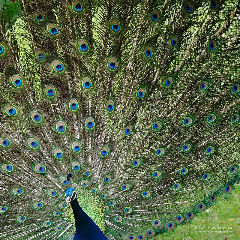 Peacock, Oahu, Hawaii, Beth B Johns Photographic Art