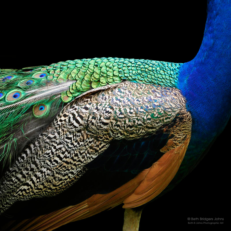 Peacock, Oahu, Hawaii, Beth B Johns Photographic Art