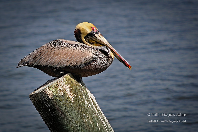 Brown Pelican, Beth B Johns Photographic Art