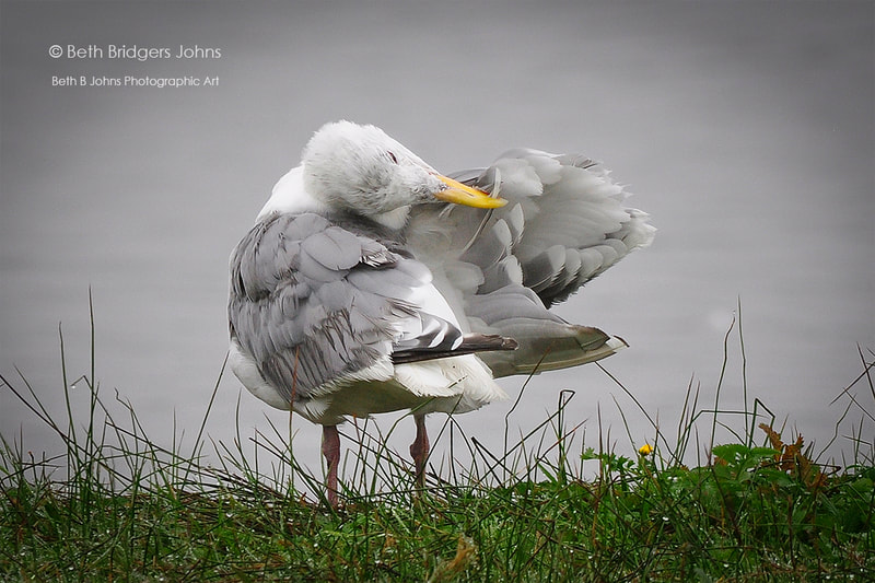 Glaucous-winged Gull, Beth B Johns Photographic Art