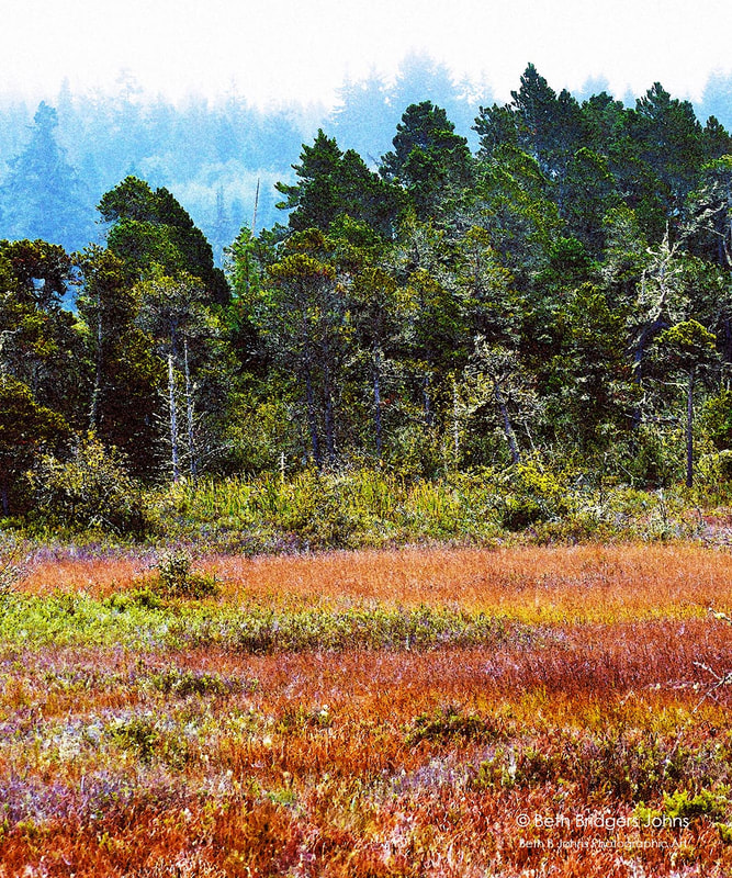 Fall Grasses near Cranberry Lake, Beth B Johns Photographic Art