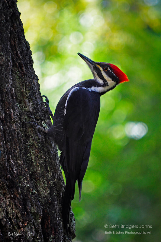 Pileated Woodpecker (female), Beth B Johns Photographic Art