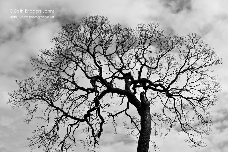Garry Oak Tree, Beth B Johns Photographic Art
