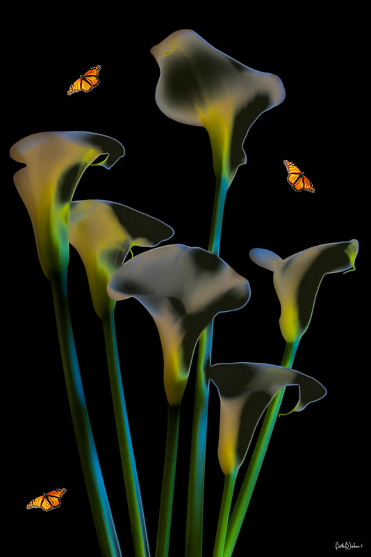 Composite Photograph of Butterflies and Calla Lilies, Beth B Johns Photographic Art