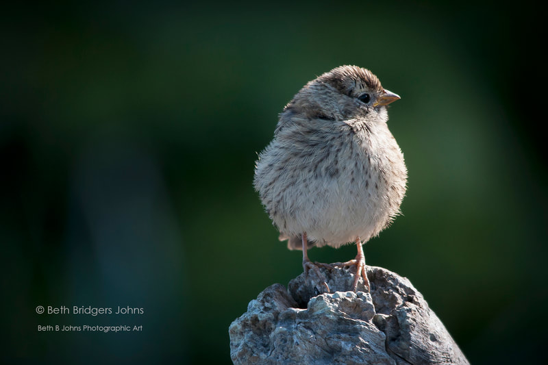 White-crowned Sparrow (juvenile), Beth B Johns Photographic Art