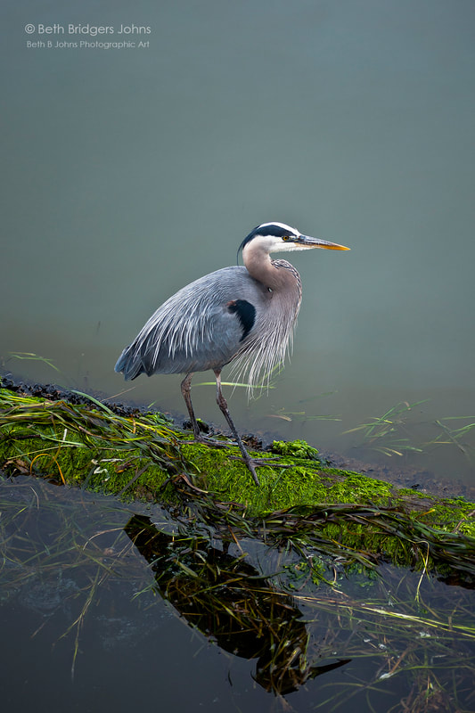 Great Blue Heron, Beth B Johns Photographic Art