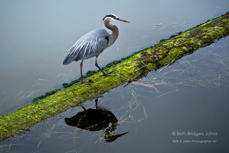 Great Blue Heron, Beth B Johns Photographic Art