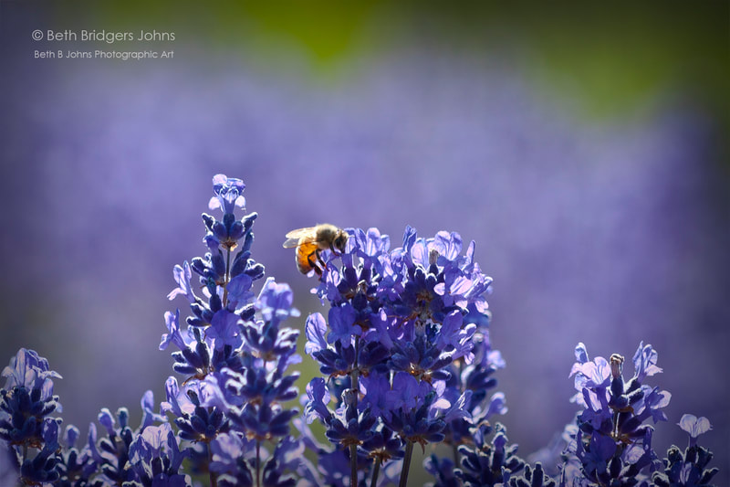 Lavender and Bee, Beth B Johns Photographic Art