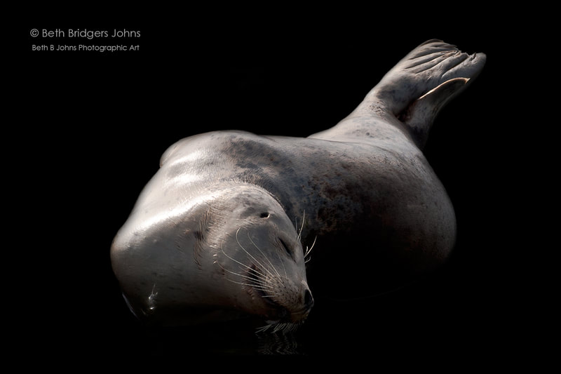 Harbor Seal, Beth B Johns Photographic Art