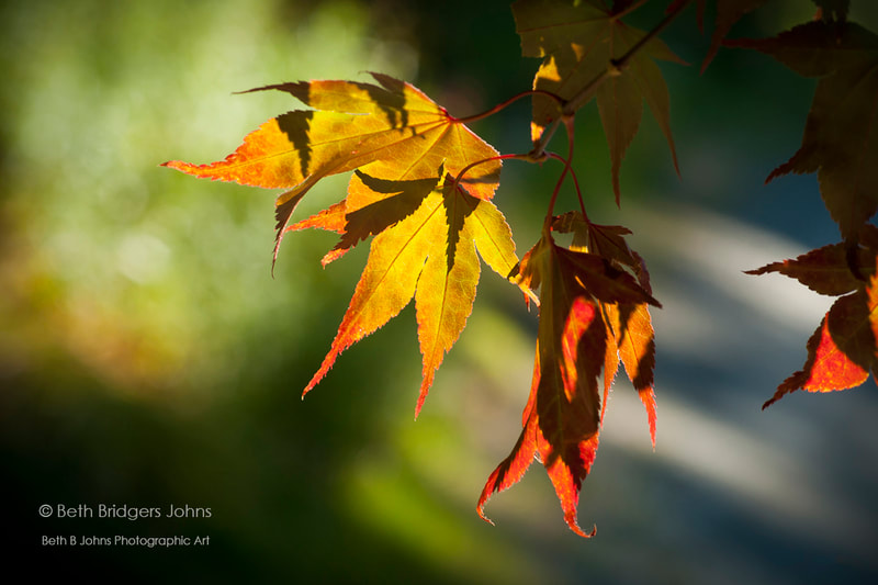 Japanese Maple Leaves, Beth B Johns Photographic Art