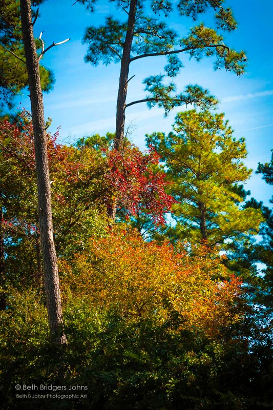 Fall Colors, Beth B Johns Photographic Art
