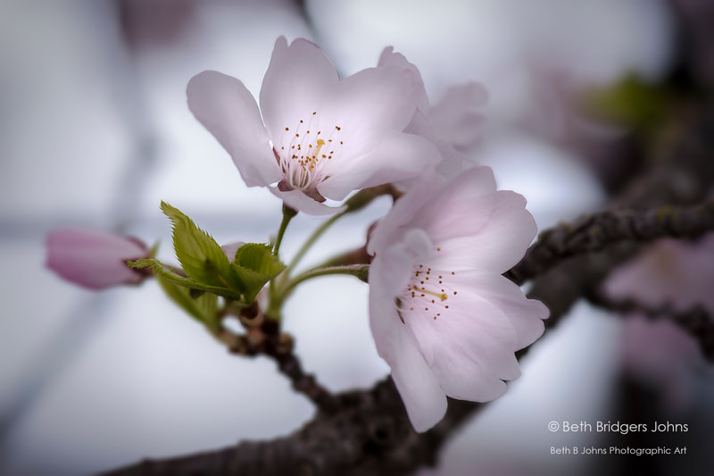 Cherry Blossoms, Beth B Johns Photographic Art