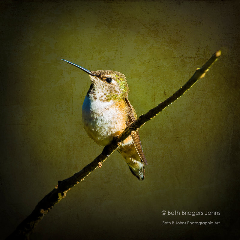 Rufous Hummingbird (juvenile), Beth B Johns Photographic Art