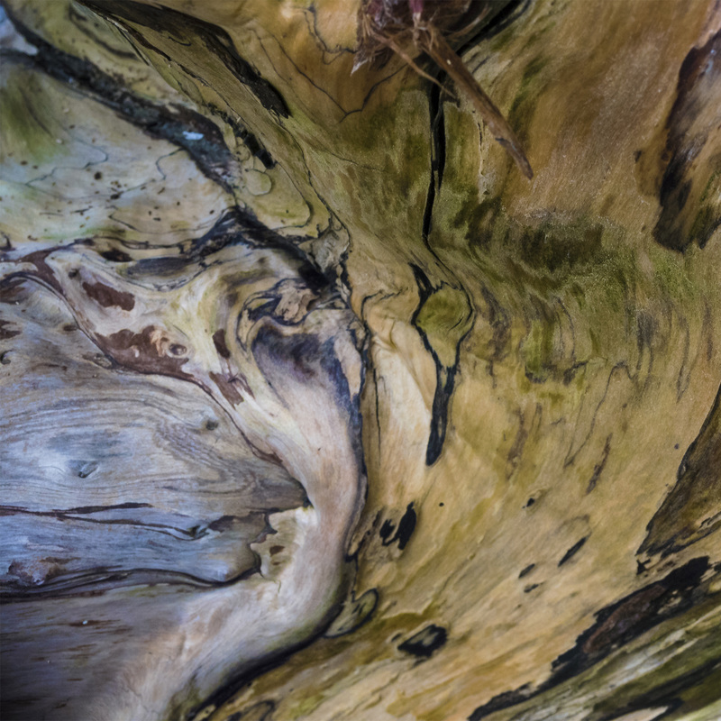 Driftwood Detail, Beth B Johns Photographic Art