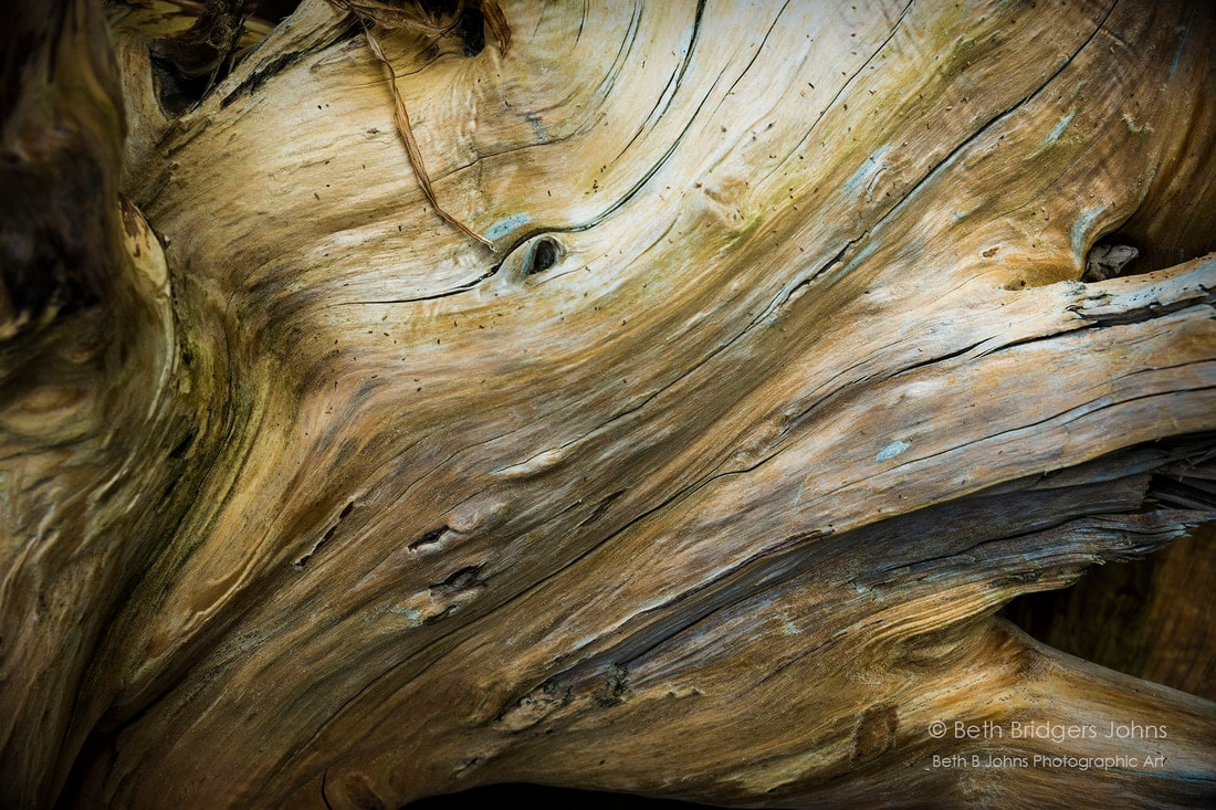 Driftwood, Beth B Johns Photographic Art