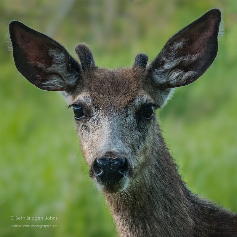 Mule Deer, Beth B Johns Photographic Art