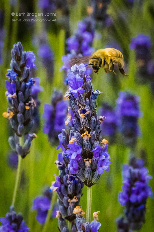 Lavender and Bee, Beth B Johns Photographic Art
