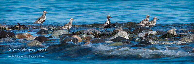 Black-bellied Plovers, Beth B Johns Photographic Art