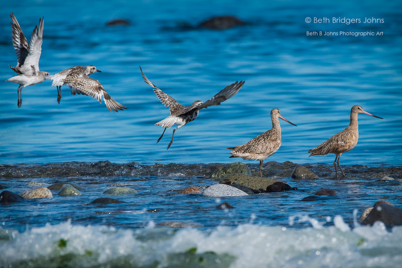 Marbled Godwits and Black-bellied Plovers, Beth B Johns Photographic Art