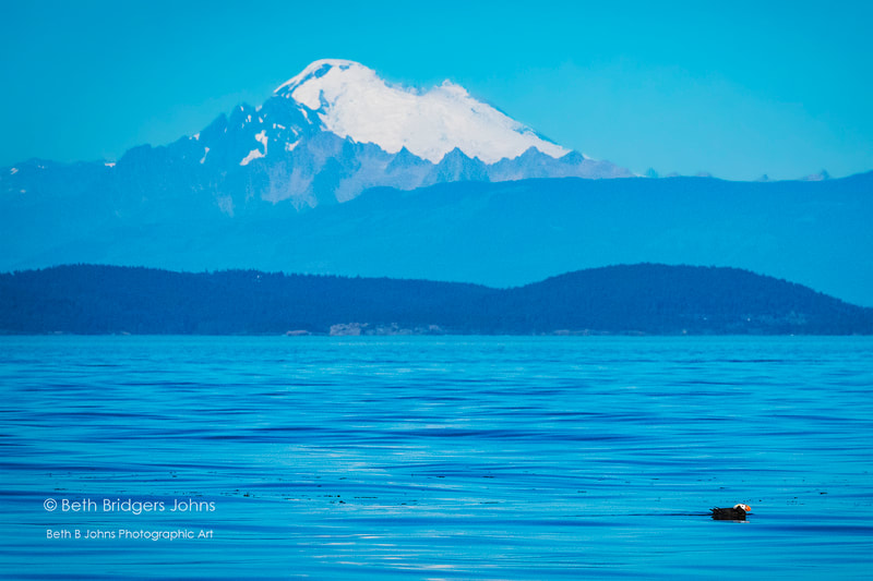 Tufted Puffin and Mount Baker, Beth B Johns Photographic Art
